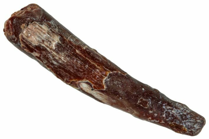 Fossil Pterosaur (Siroccopteryx) Tooth - Morocco #274259